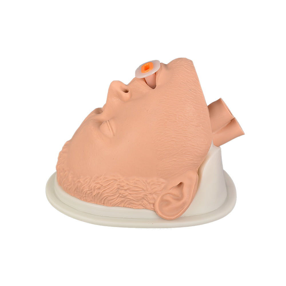 Airway Management Trainer for Emergency Medical Basic Support Life Training