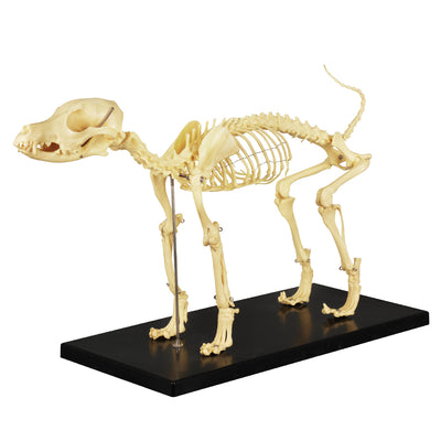 Canine Skeleton Model