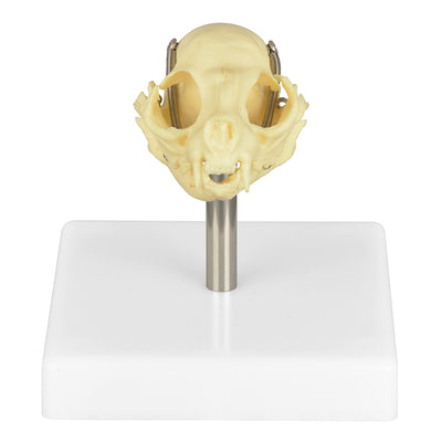 Cat Skull Anatomy Model