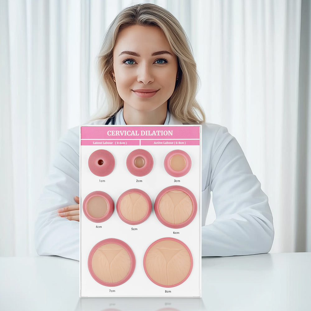 Childbirth Education Cervical Dilation Display Board