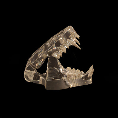 Clear Feline Teeth Anatomy Model