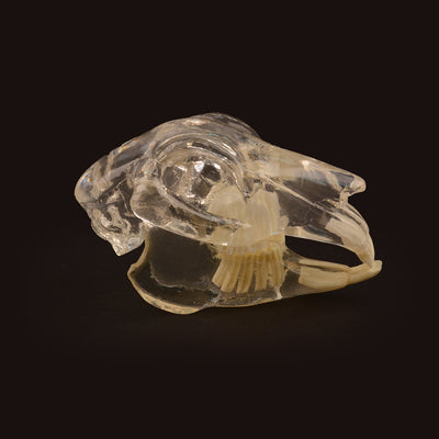 Clear Rabbit Skull Model