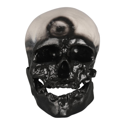 Cro-Magnon Skull Model