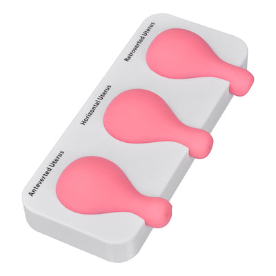 D&C Uterus Model For OB GYN Training