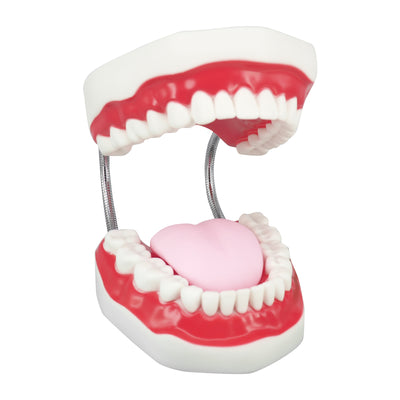 Dental Model for Patient Education
