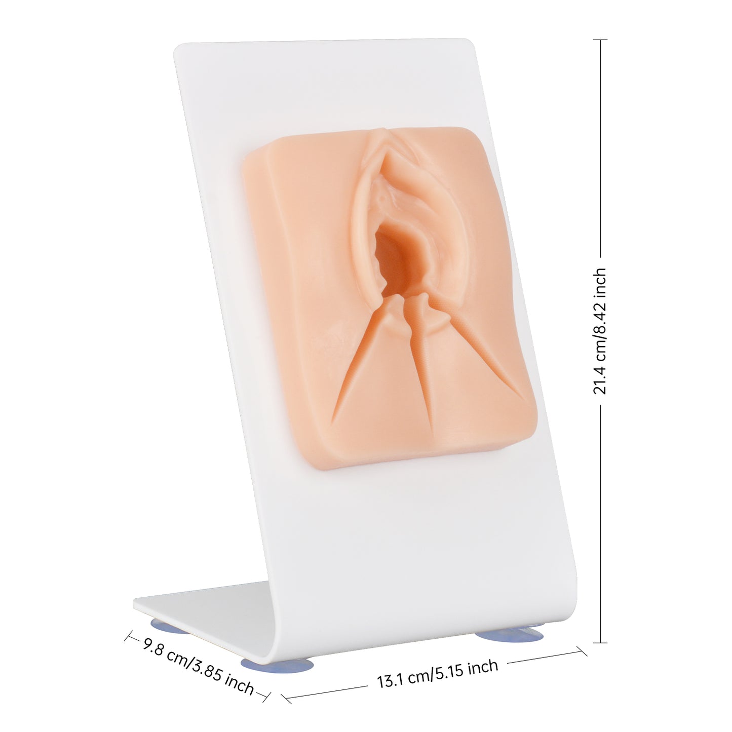 Dimensions of Episiotomy and Perineal Repair Suture Practice Model