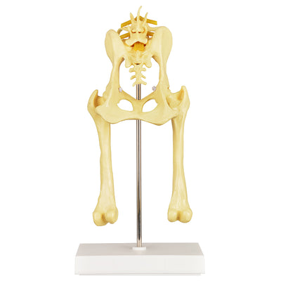Dog Pelvis Hip Model