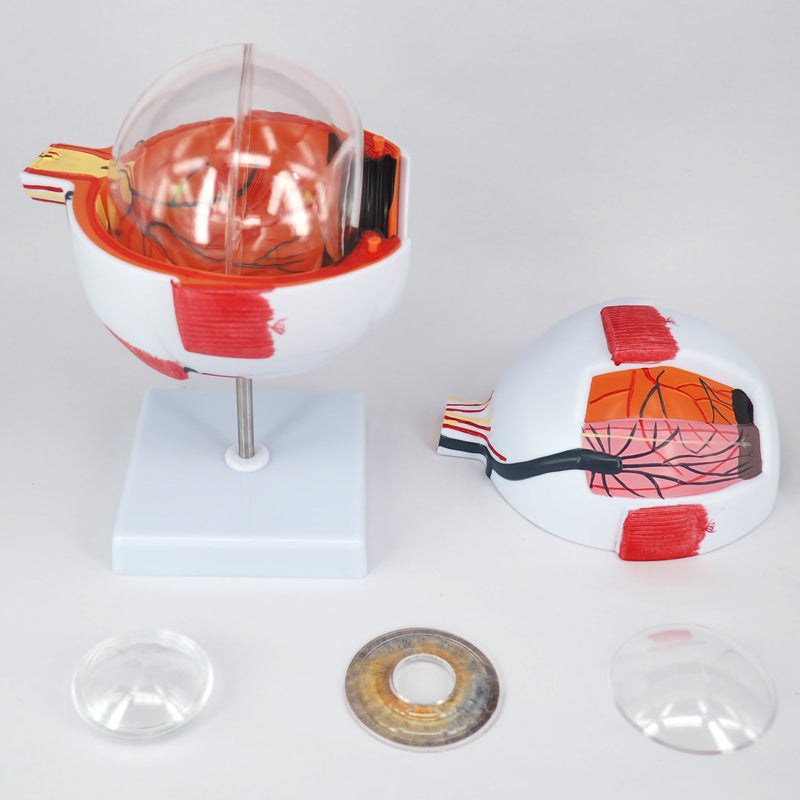 Eye Model With Detachable Parts