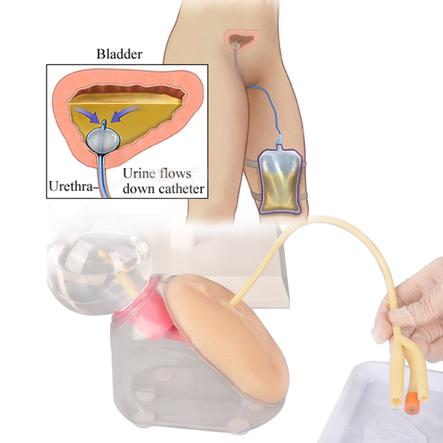 Female Catheter Insertion Training Kit