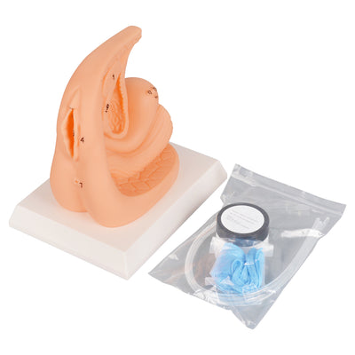 Female Catheterization Trainer With Numbered Anatomy