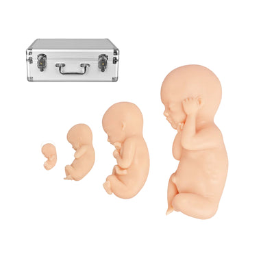 Fetal Development Models Set (12, 16, 22, & 30 Week Old Fetus Model)