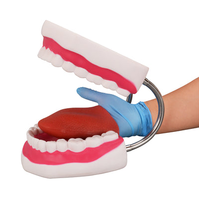 Giant Dental Care Model