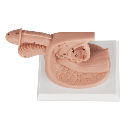 Male Catheter Practice Model