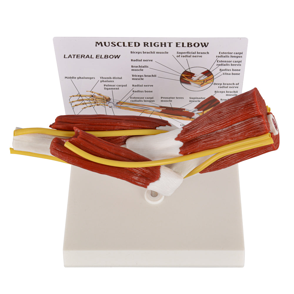 Muscled Right Elbow Demonstration Model