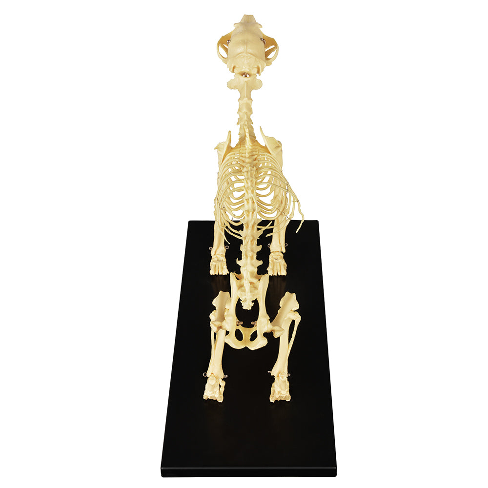 Pet Anatomy Model Showing Dog Skeletal System