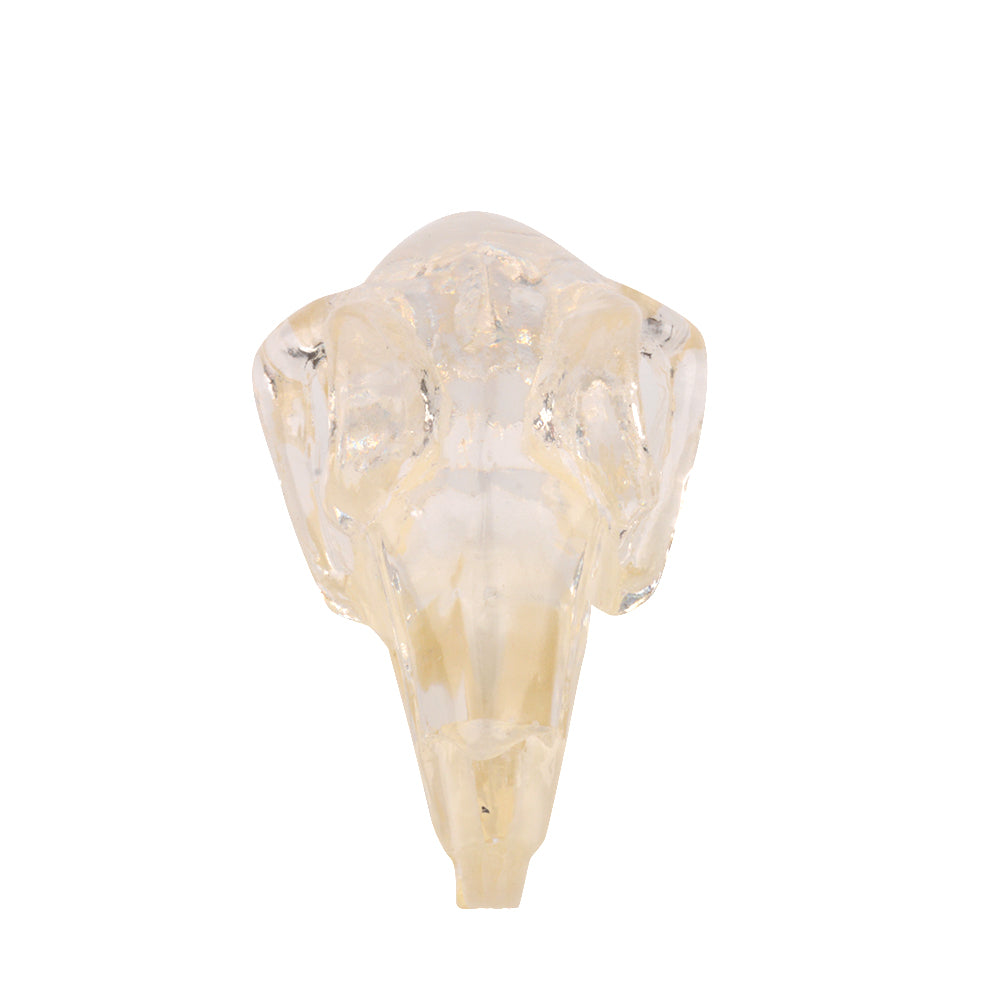 Resin Rabbit Head Model for Veterinary Training