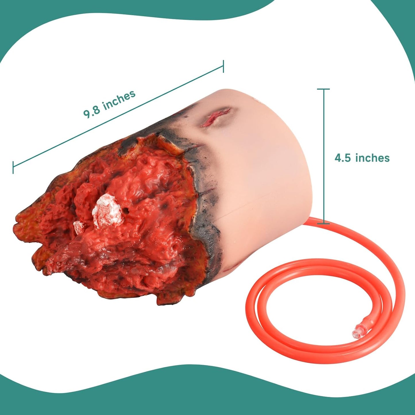 The Product Size of Leg Amputation Training Model