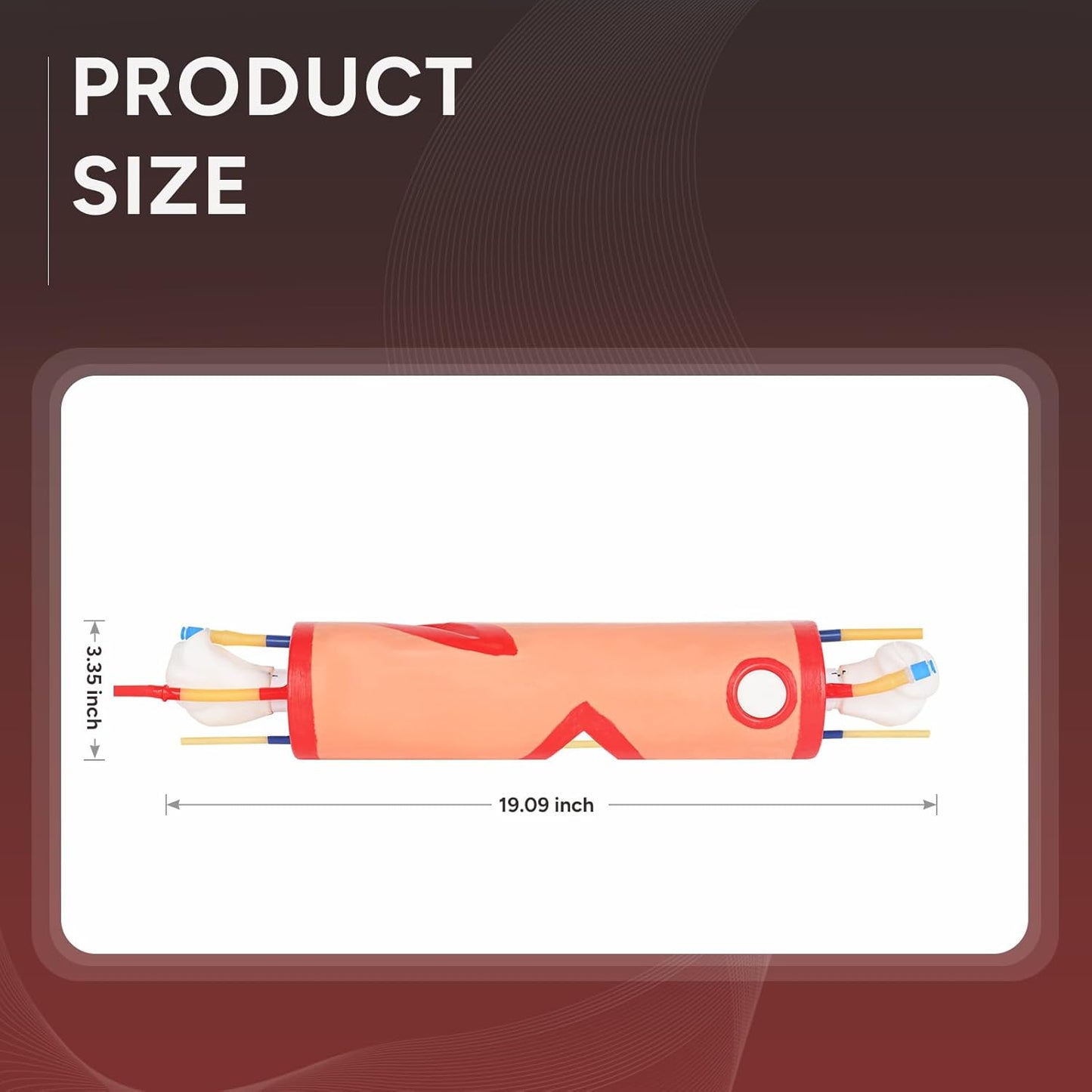 The Size Detail of Stop the Bleed Upper Arm Trainer
