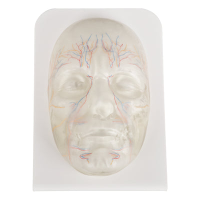 Transparent Full-Face Model For Aesthetic Injector Training