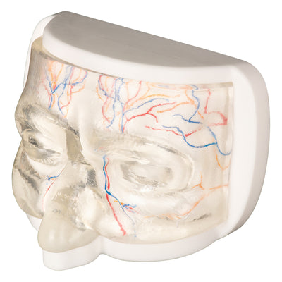 Transparent Upper Dummy Face For Injection Training
