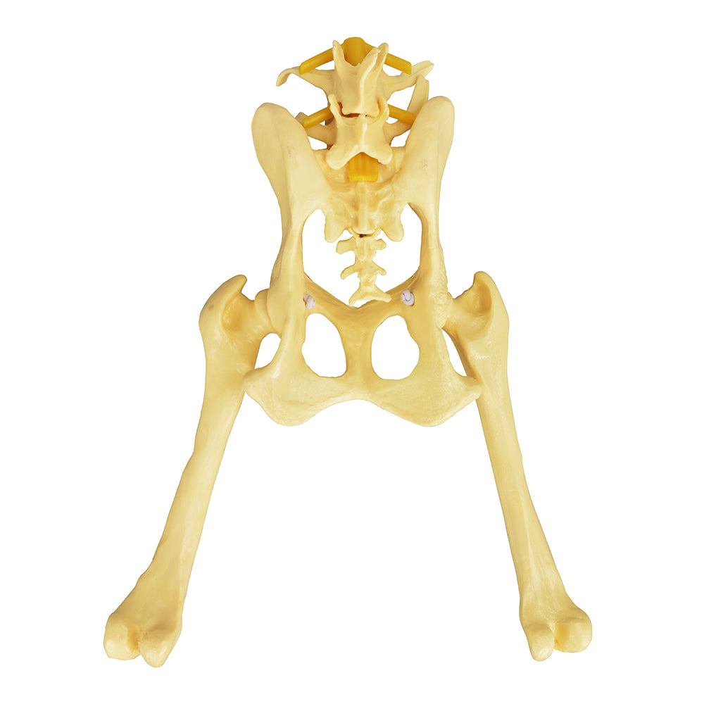 Veterinary Teaching Model Of Dog Pelvic Structure