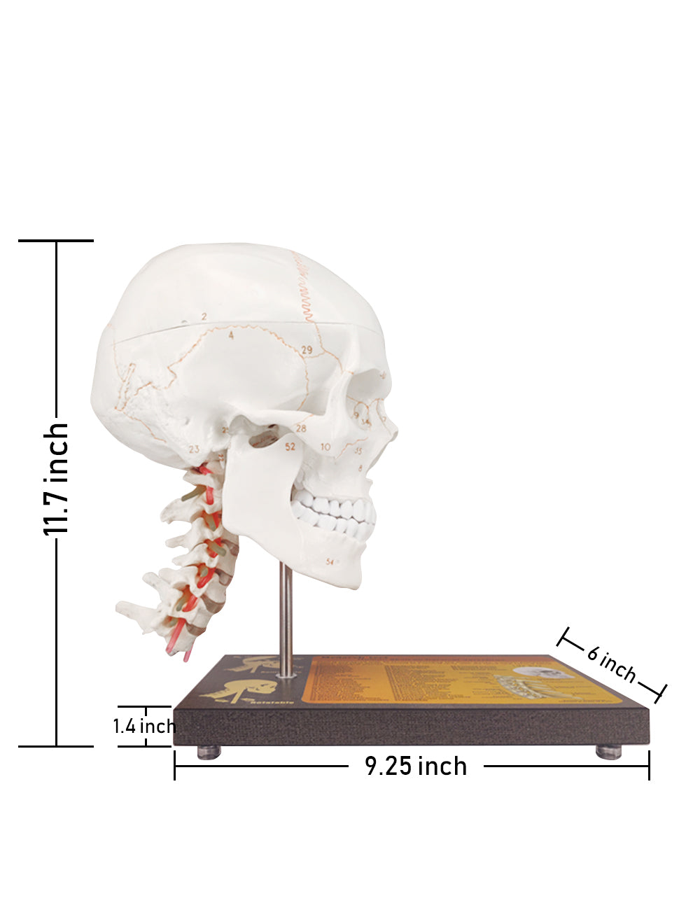 Human Skull Model Dimension Info