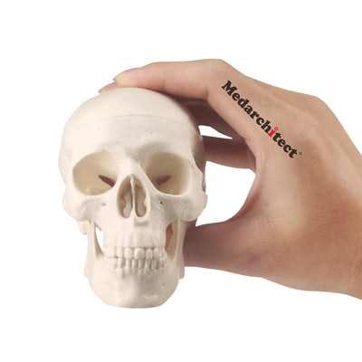 Medarchitect Mini Skull Model With Realistic Bone Texture