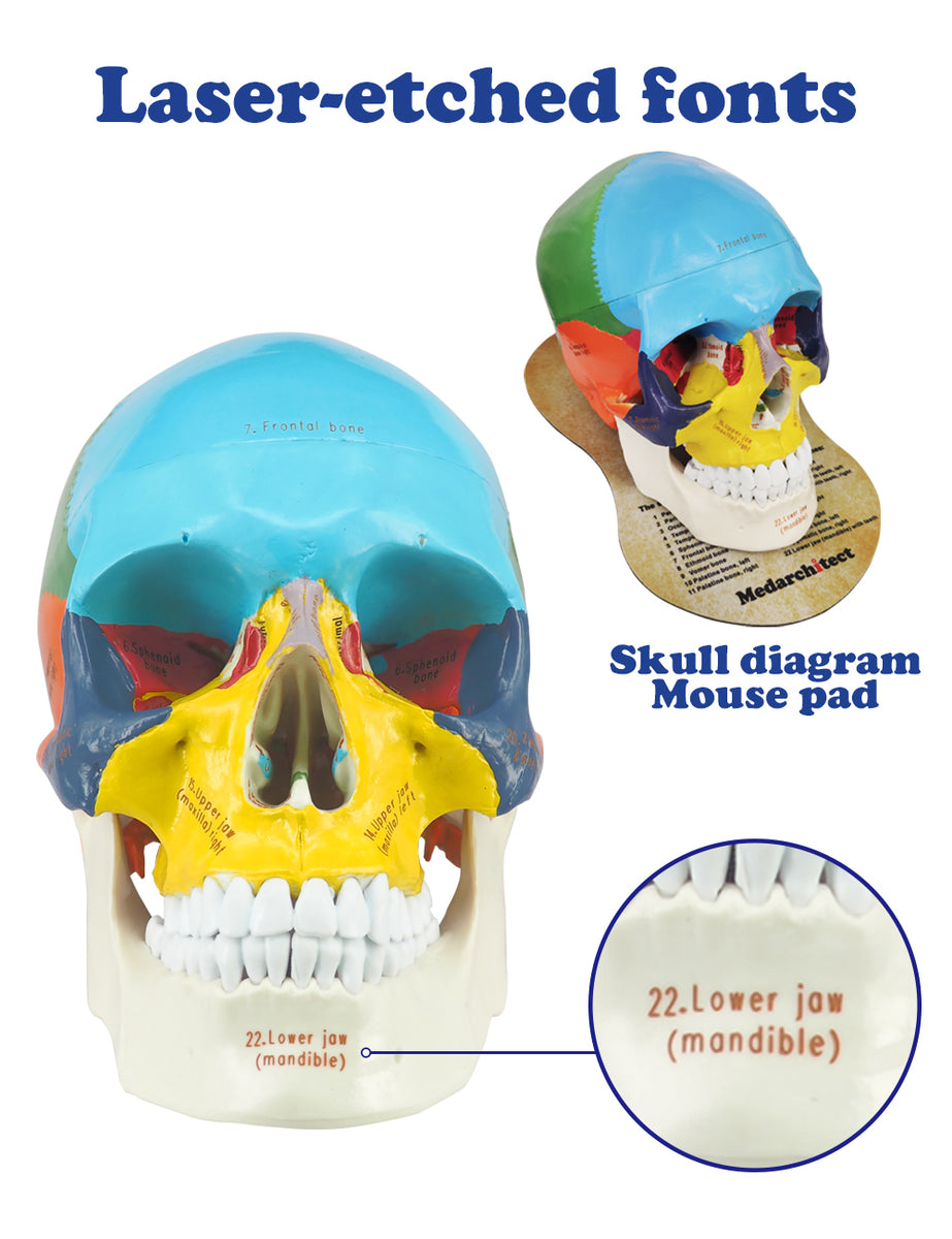 Upgraded Life Size Human Colored Head Skull Anatomical Model with Newe