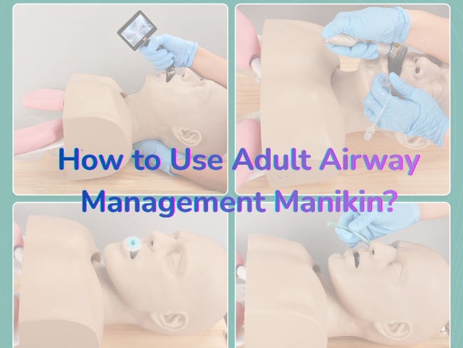 How to Use Adult Airway Management Manikin