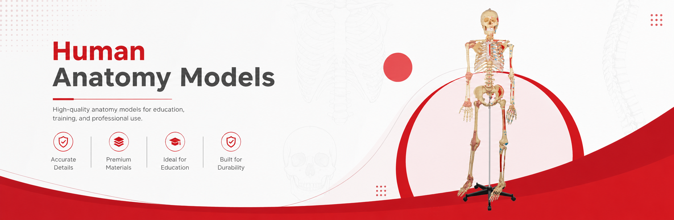 Human Anatomy Models