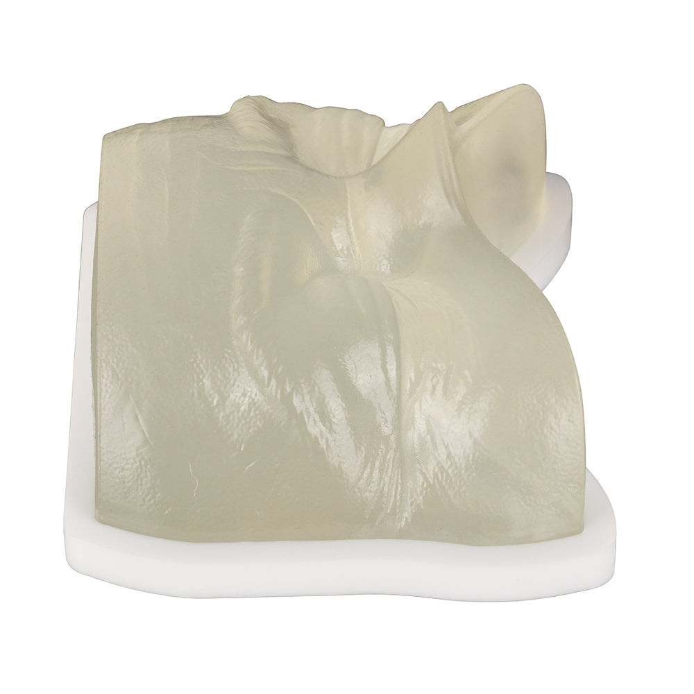 Transparent Eye Area Botox Training Model - [shop_medarchitect]