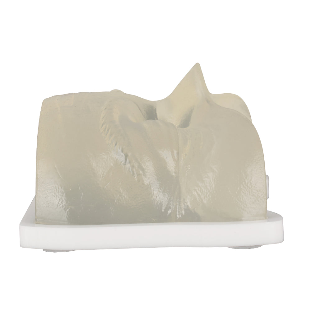 Transparent Eye Area Botox Training Model - [shop_medarchitect]
