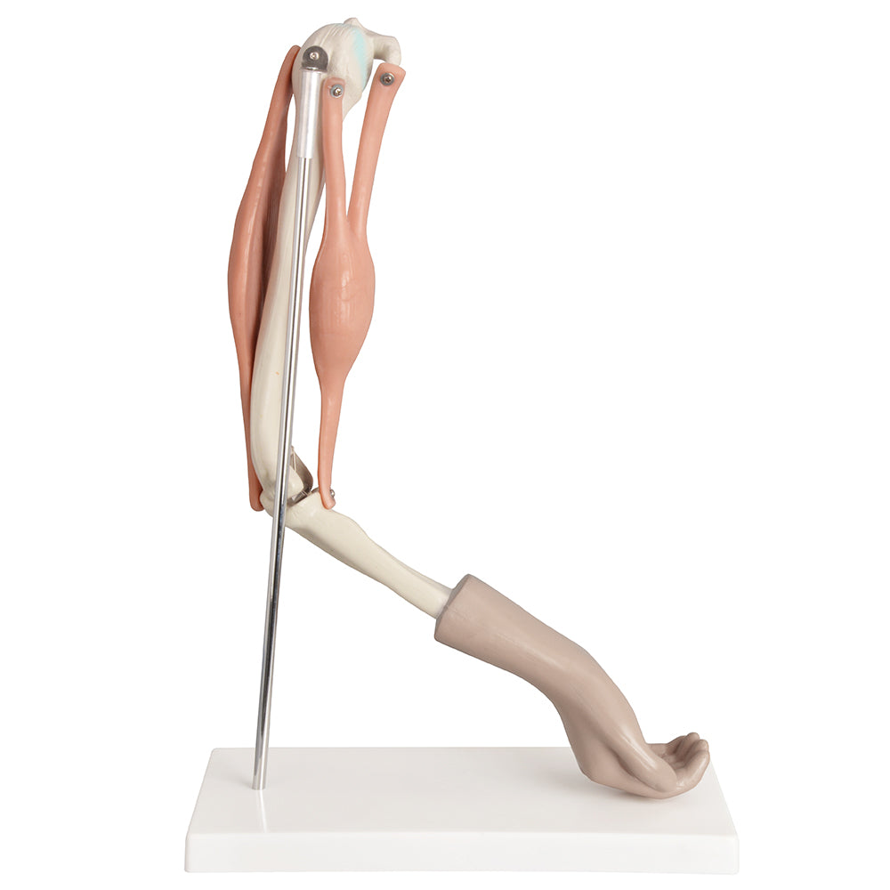1:1 Adult Arm Size Elbow Joint Model for Medical Education