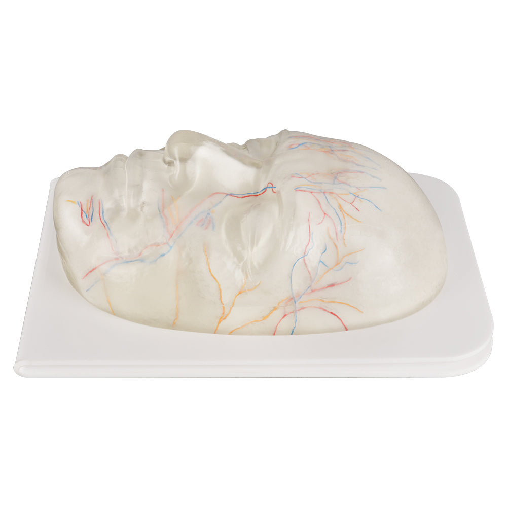 1:1 Anatomical Face Model For Injection Training