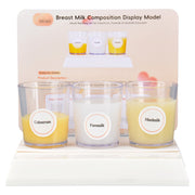 3-Stage Breast Milk Composition Teaching Model