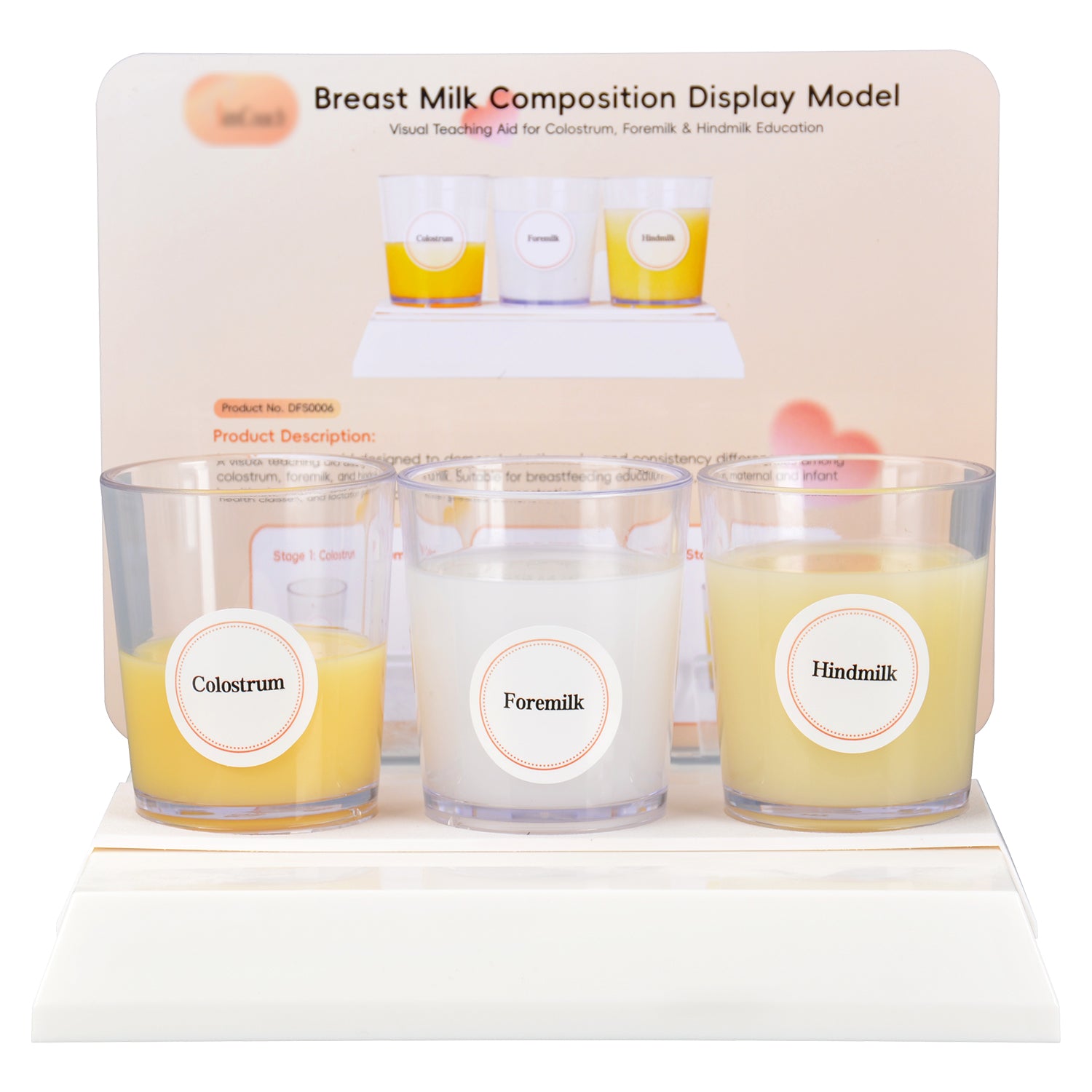 3-Stage Breast Milk Composition Teaching Model