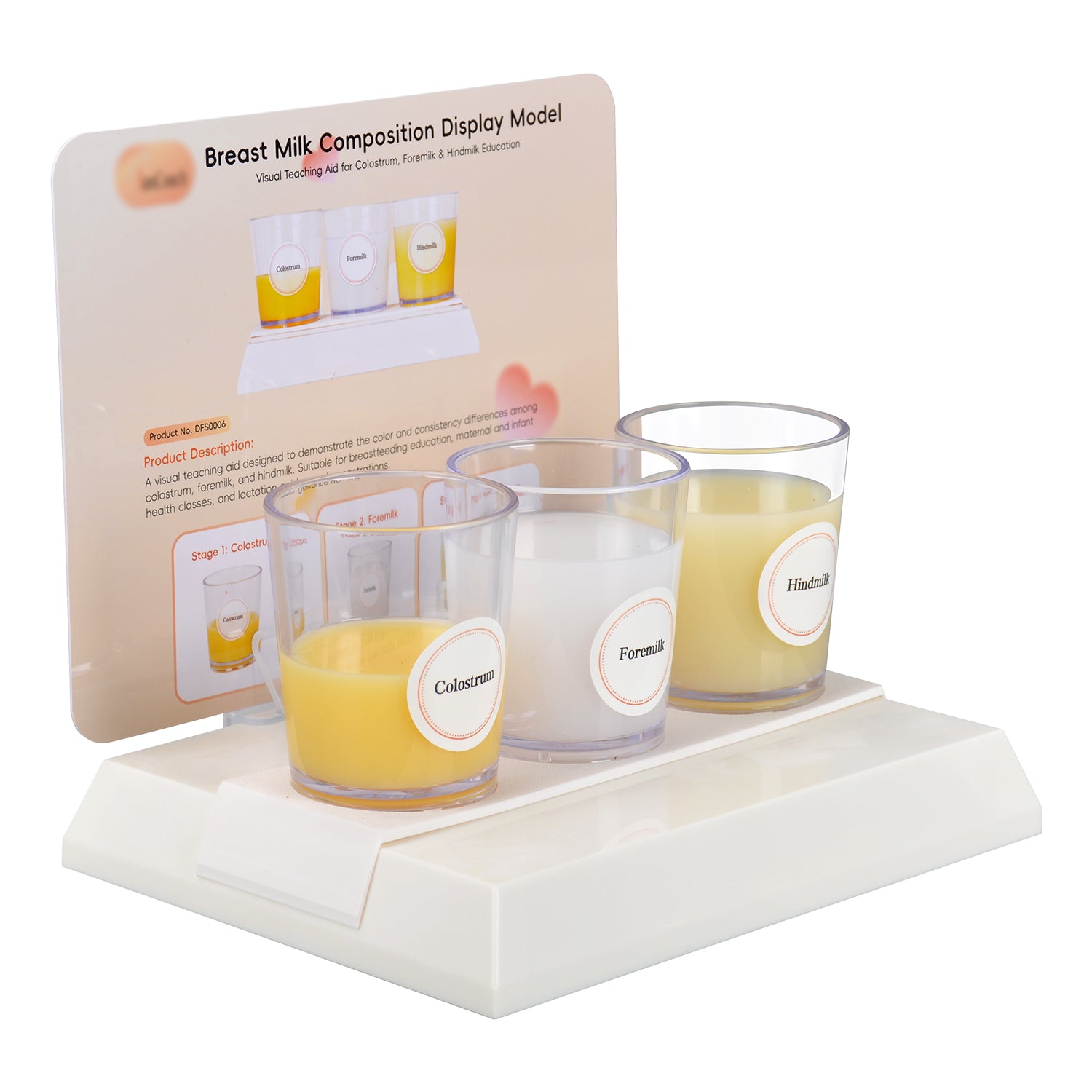 3-Stage Breast Milk Composition Teaching Model