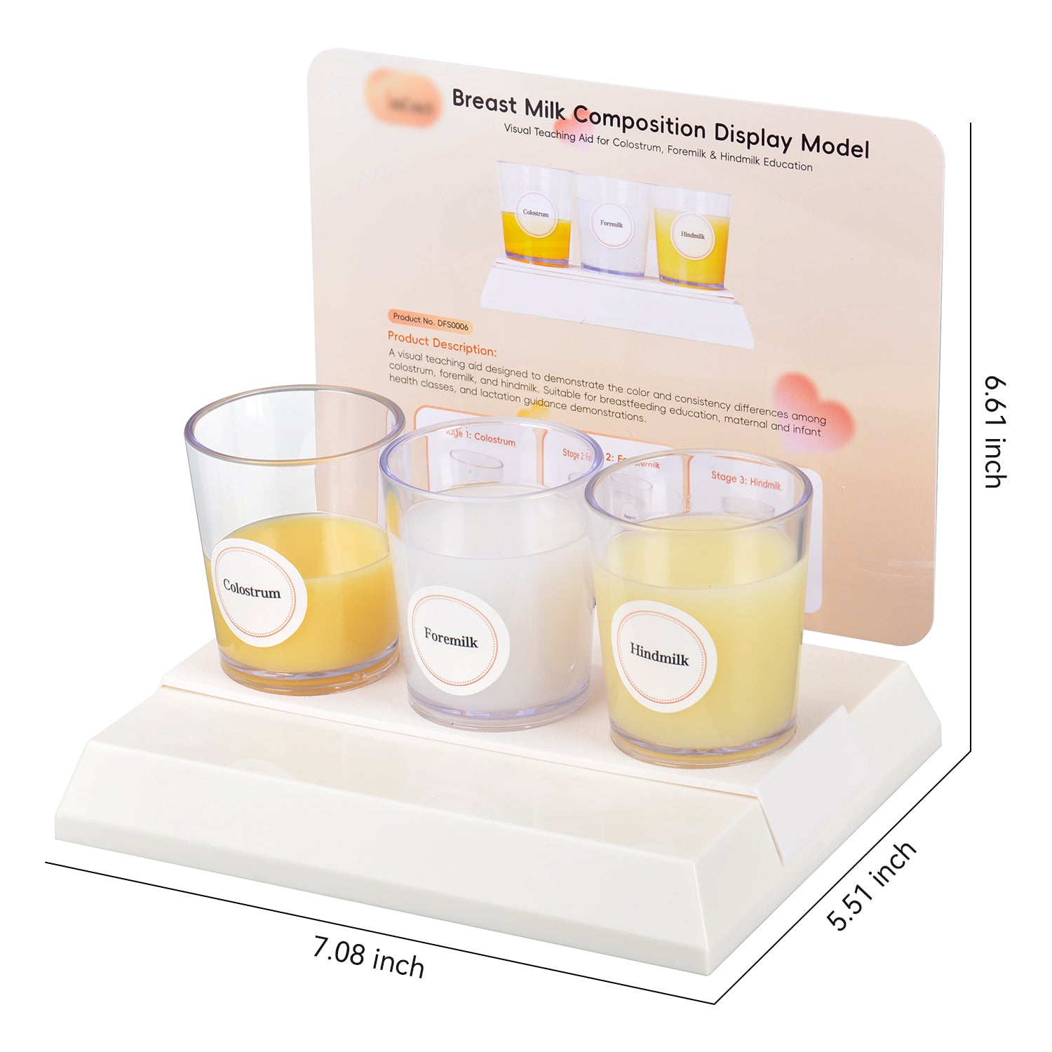 3-Stage Breast Milk Composition Teaching Model