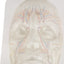 3D Facial Features With Visible Vessels And Nerves