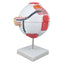 Anatomy Eye Model (6X Large)