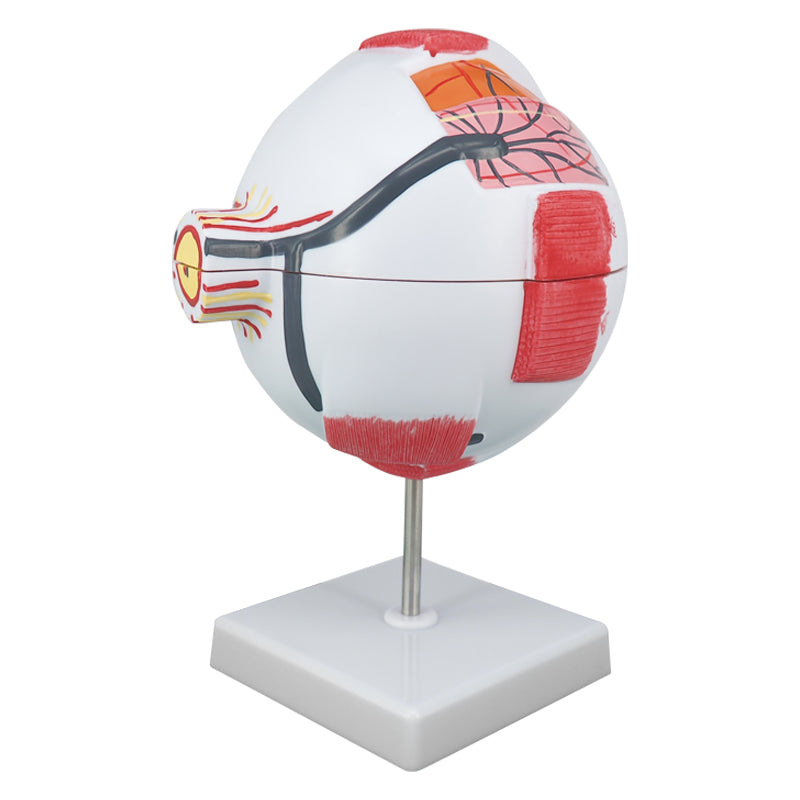 Medical Eye Model Anatomy Eye Model (6X Large) – Medarchitect