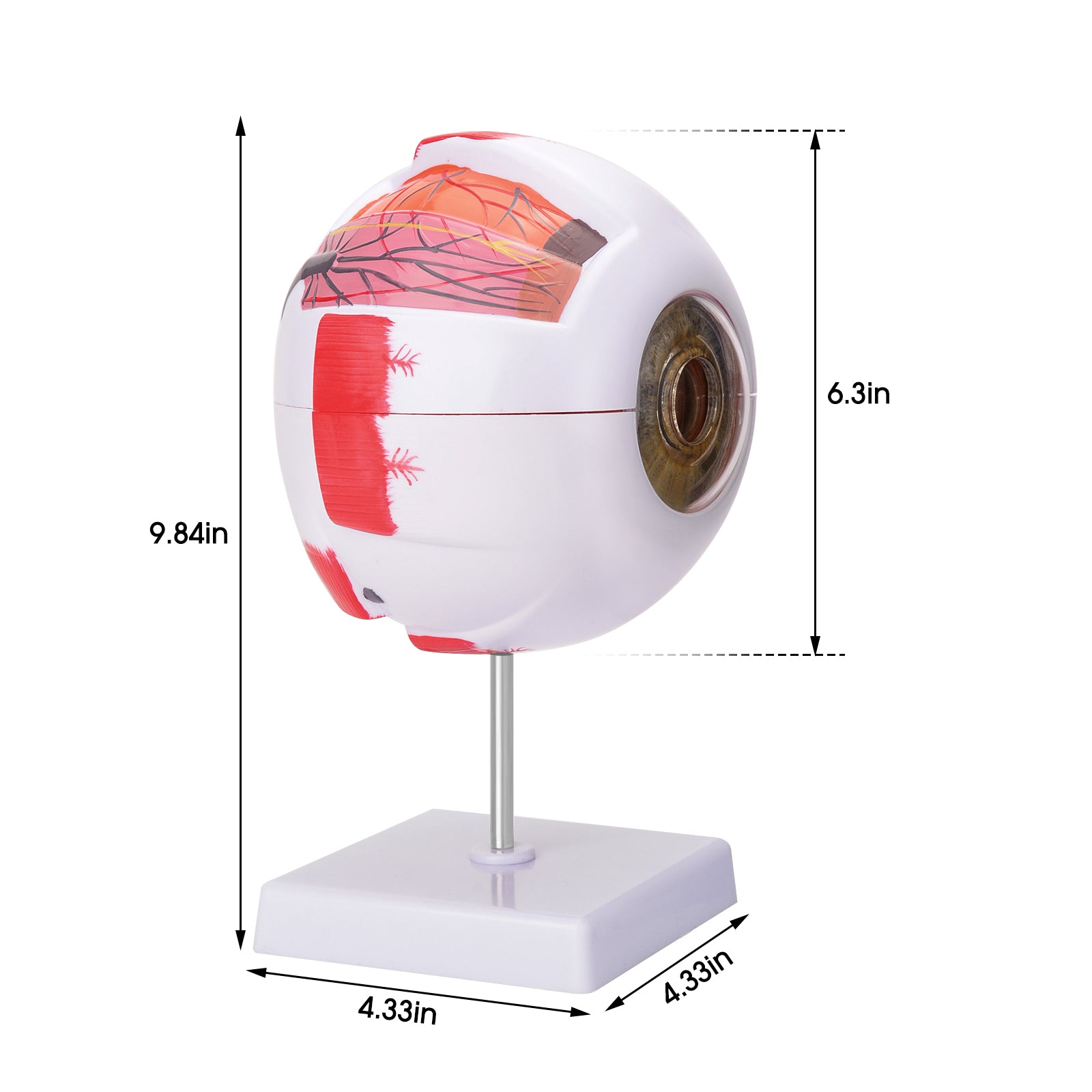6× Enlarged Human Eye Anatomy Model