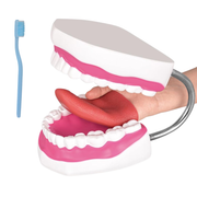 6 Times Large Speech Therapy Mouth Model Mental Hinge