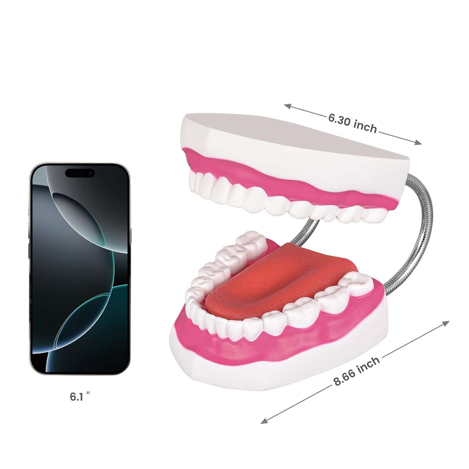 6 Times Large Speech Therapy Mouth Model Size Info