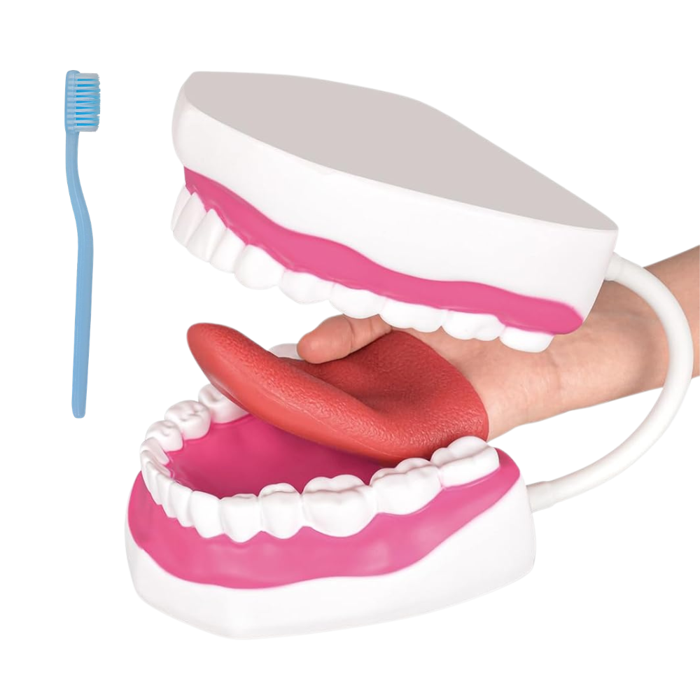 6 Times Large Speech Therapy Mouth Model White Hinge