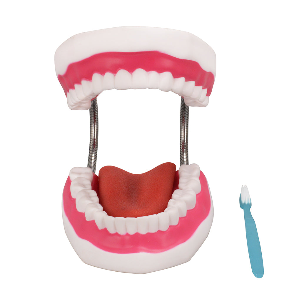 6x Enlarged Dental Teaching Model