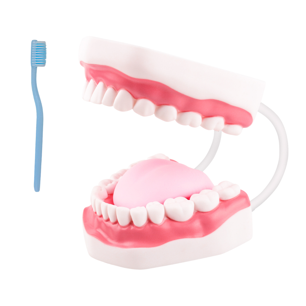 6x Giant Mouth Model for Speech Language Therapy - White Hinge