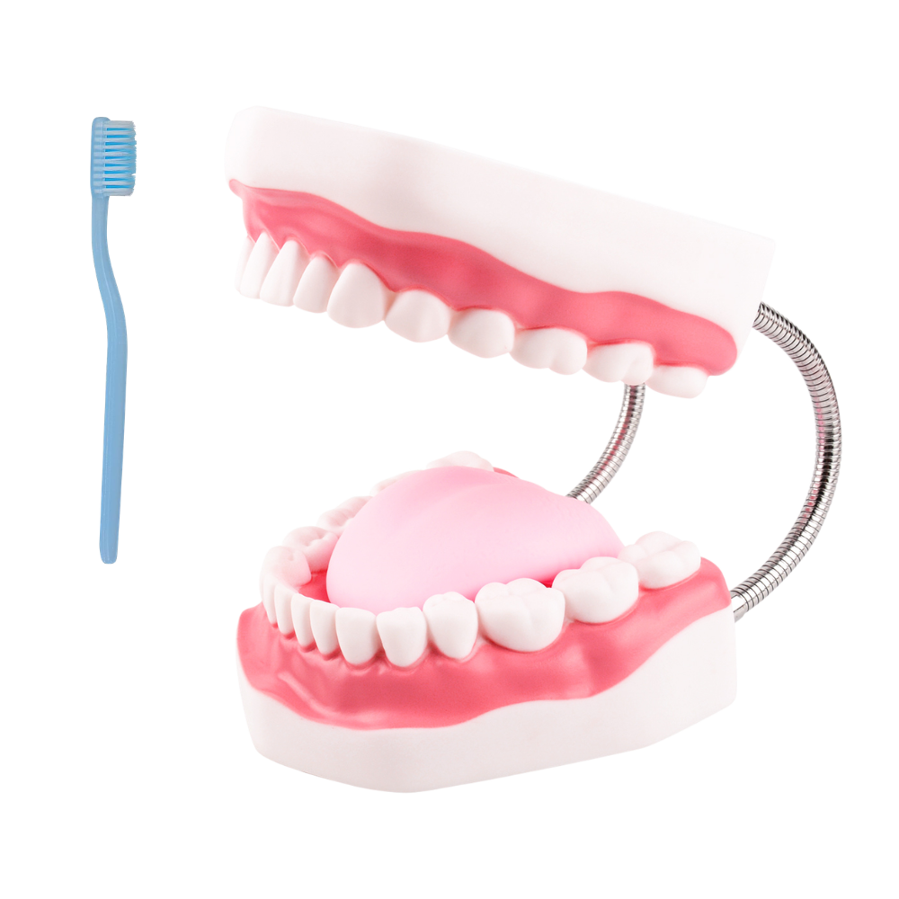 6x Mouth Model for Speech Therapy & Oral Education