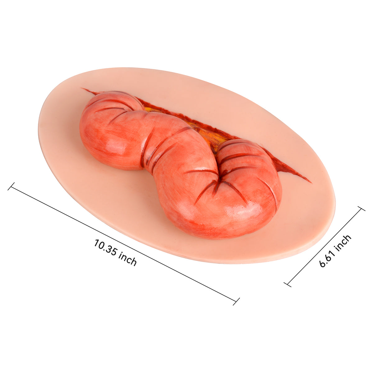 Abdominal Evisceration Trauma Wound Simulator