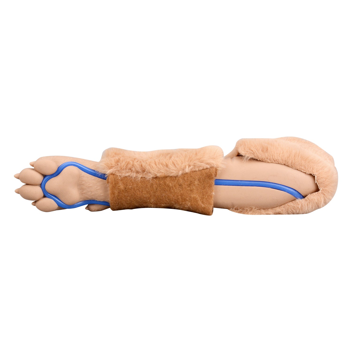 Accurate Simulated Vein Placement In Canine Leg